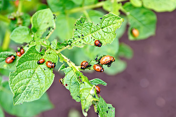 Image showing Colorado beetle larvae on potato leaves