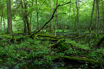 Image showing Dead broken trees moss wrapped with nettle