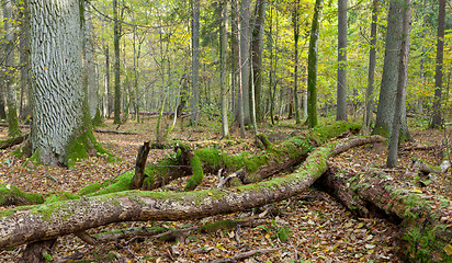 Image showing Deciduous stand of Bialowieza Forest in fall