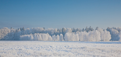 Image showing Winter landscape with trees snow wrapped