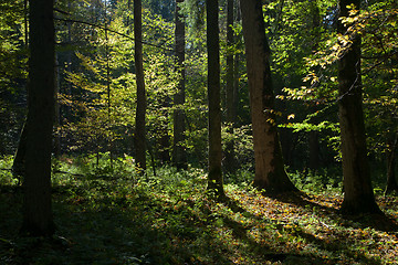 Image showing Shady deciduous stand of Bialowieza Forest