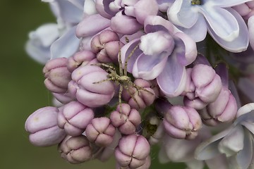 Image showing Small spider and flowering pink common lilac