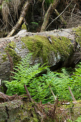 Image showing Fresh green ferns among almost declined trees