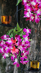 Image showing Pink orchids