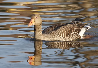 Image showing Greylag Goose.