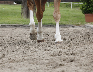 Image showing horse legs