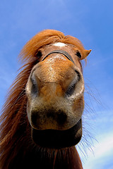 Image showing Face of a curious horse