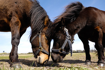 Image showing Horse couple in love