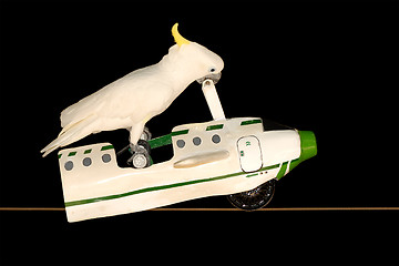 Image showing Parrot flying in plane