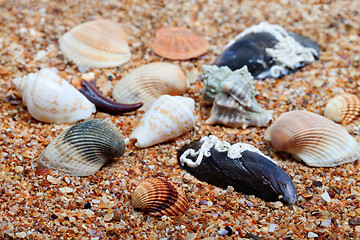 Image showing Seashells on sand in sunny day