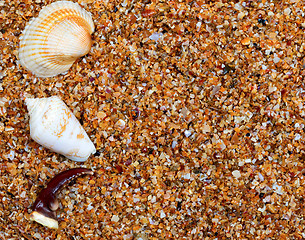 Image showing Seashells and claw from crab on sand