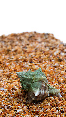 Image showing Seashell on sand with copy space