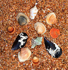 Image showing Seashells on sand in sunny day