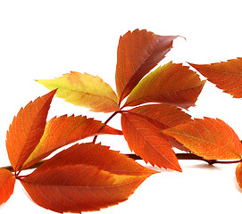 Image showing Autumnal twig of grapes leaves (Parthenocissus quinquefolia foli