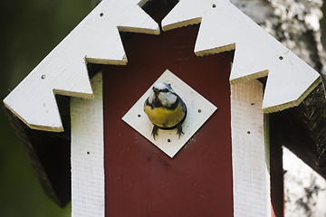 Image showing blue tit