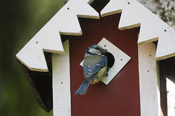 Image showing blue tit at home