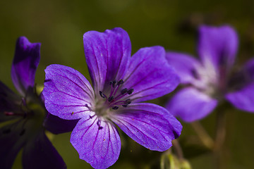 Image showing wood cranesbill