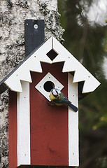 Image showing blue tit  at home