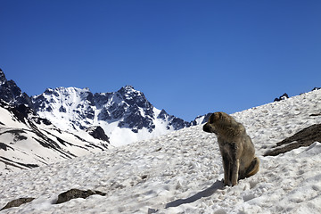 Image showing Dog in snowy mountains at nice spring day