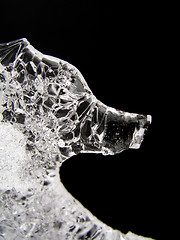 Image showing Ice bear