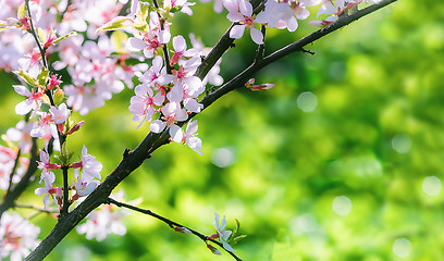 Image showing Spring background with Chinese cherry blossom closeup