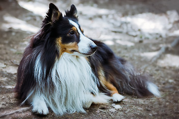 Image showing Sheltie dog lying on the ground