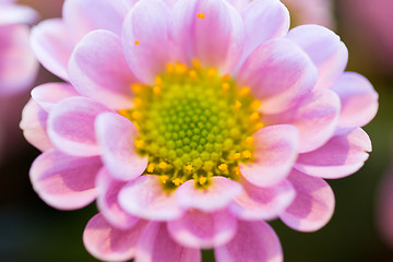 Image showing close up of beautiful pink chrysanthemum flowers