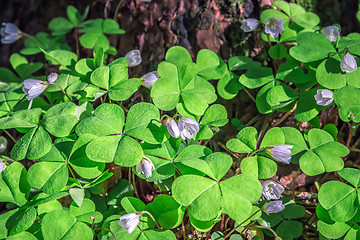 Image showing Oxalis flowers during flowering in the forest