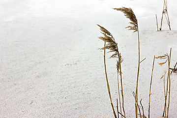 Image showing Cane on the white sand