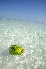 Image showing Coconut floating