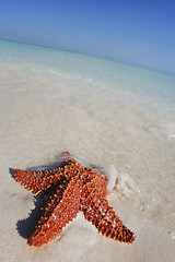 Image showing Beached Starfish