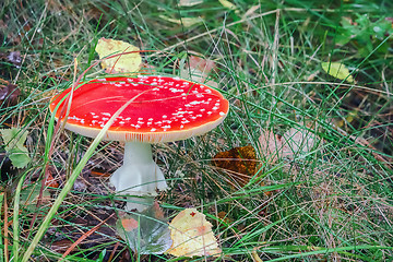 Image showing Mushroom fly-agaric closeup