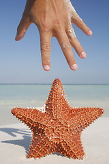 Image showing Starfish and Hand