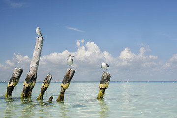 Image showing Tropical Gulls