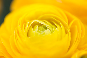 Image showing close up of beautiful yellow ranunculus flowers