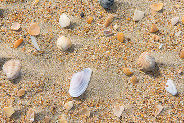 Image showing Several multi-colored sea shells lie on the sea sand