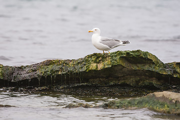 Image showing Seagull sitting on a rock towering above the water surface