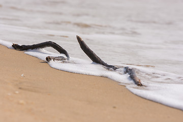 Image showing Sticks made by a wave of the sea lying on the surf line