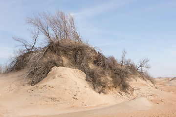 Image showing Sand dune with withered shrubs on it