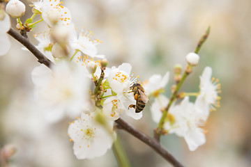 Image showing Bee pollinating flowers on the branch of apricot