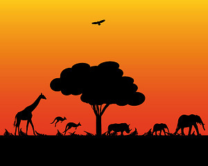 Image showing wild animals of Africa