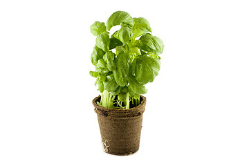 Image showing Fresh basil plant isolated on white background