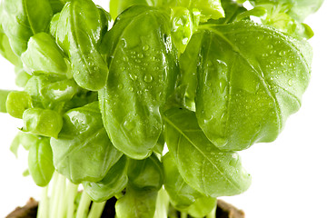 Image showing Close-up of a fresh basil isolated on white background