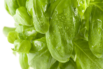 Image showing Close-up picture of a fresh basil isolated