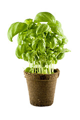 Image showing Fresh basil plant isolated on white background