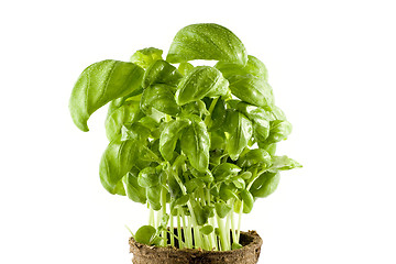 Image showing Close-up fresh basil plant isolated on white background