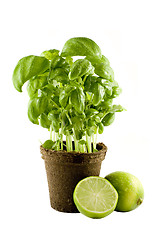 Image showing Basil plant & lime isolated on white background