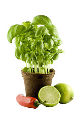 Image showing Basil, lime & chili isolated on white background