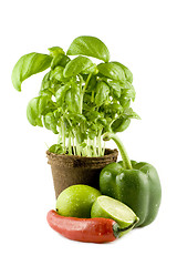 Image showing Basil, lime, chili & green bell pepper isolated on white backgro