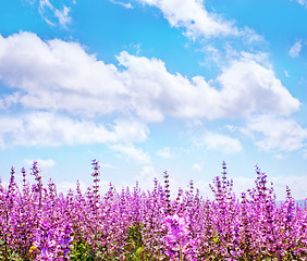 Image showing flowers in field